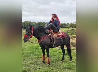 Other Breeds, Mare, 12 years, Black