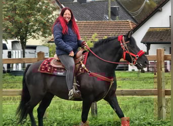 Other Breeds, Mare, 12 years, Black