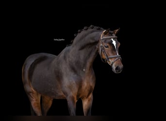 Other Breeds, Mare, 13 years, 12.2 hh