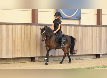 Other Breeds, Mare, 13 years, 12.2 hh