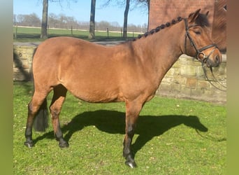 Other Breeds, Mare, 13 years, 12.3 hh, Brown