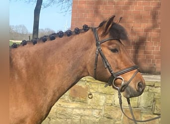 Other Breeds, Mare, 13 years, 12.3 hh, Brown