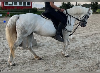 Other Breeds, Mare, 13 years, 13.1 hh, Gray-Dapple