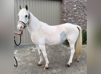 Other Breeds, Mare, 13 years, 13.1 hh, Gray
