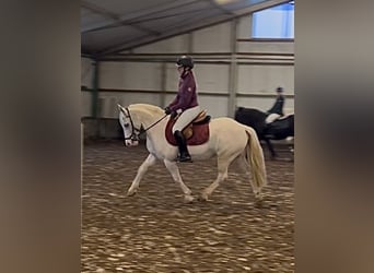 Other Breeds, Mare, 13 years, 13.1 hh, Gray