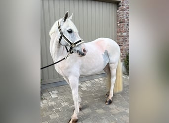 Other Breeds, Mare, 13 years, 13.1 hh, Gray