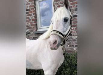 Other Breeds, Mare, 13 years, 13.1 hh, Gray