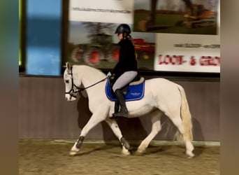 Other Breeds, Mare, 13 years, 13.1 hh, Gray