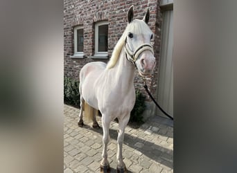 Other Breeds, Mare, 13 years, 13.1 hh, Gray