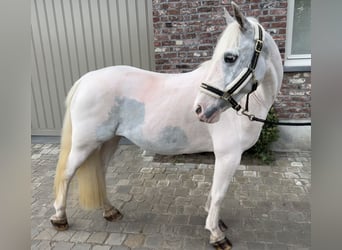 Other Breeds, Mare, 13 years, 13.1 hh, Gray