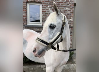 Other Breeds, Mare, 13 years, 13.1 hh, Gray
