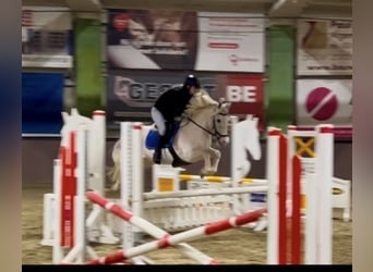 Other Breeds, Mare, 13 years, 13.1 hh, Gray