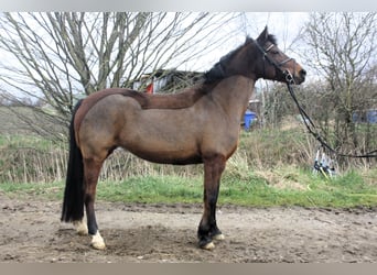 Other Breeds, Mare, 13 years, 14.1 hh, Brown