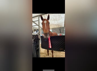 Other Breeds, Mare, 13 years, 14,1 hh, Chestnut-Red