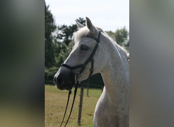Other Breeds, Mare, 13 years, 14.1 hh, Gray-Fleabitten