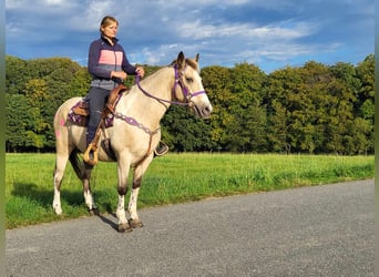 Other Breeds, Mare, 13 years, 14.2 hh, Palomino