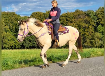 Other Breeds, Mare, 13 years, 14.2 hh, Palomino