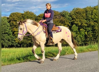 Other Breeds, Mare, 13 years, 14.2 hh, Palomino