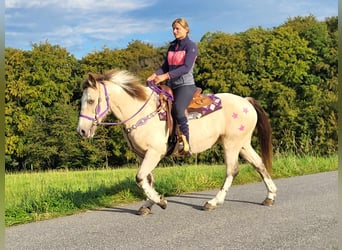 Other Breeds, Mare, 13 years, 14.2 hh, Palomino