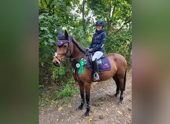 Other Breeds, Mare, 13 years, 14,3 hh, Brown