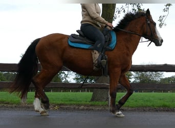 Other Breeds, Mare, 13 years, 14 hh, Chestnut-Red