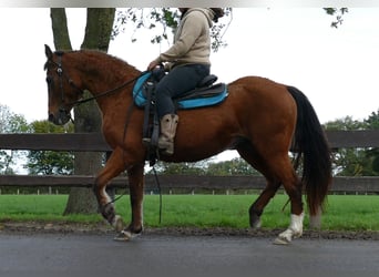 Other Breeds, Mare, 13 years, 14 hh, Chestnut-Red