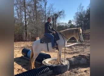 Other Breeds, Mare, 13 years, 14 hh, White