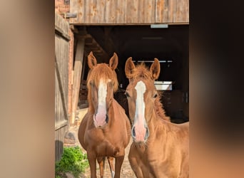 Other Breeds, Mare, 13 years, 14,2 hh, Chestnut-Red