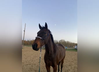 Other Breeds, Mare, 13 years, 15,2 hh, Bay-Dark