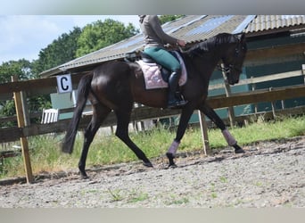 Other Breeds, Mare, 13 years, 15.2 hh, Brown