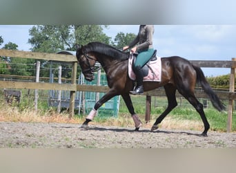 Other Breeds, Mare, 13 years, 15.2 hh, Brown