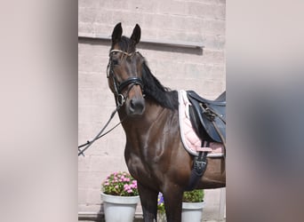 Other Breeds, Mare, 13 years, 15.2 hh, Brown