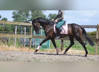Other Breeds, Mare, 13 years, 15.2 hh, Brown