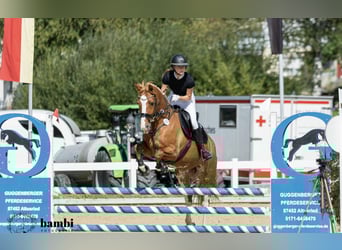 Other Breeds, Mare, 13 years, 15.2 hh, Chestnut-Red