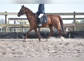 Other Breeds, Mare, 13 years, 15.2 hh, Chestnut-Red