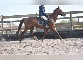 Other Breeds, Mare, 13 years, 15.2 hh, Chestnut-Red