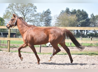 Other Breeds, Mare, 13 years, 15.2 hh, Chestnut-Red