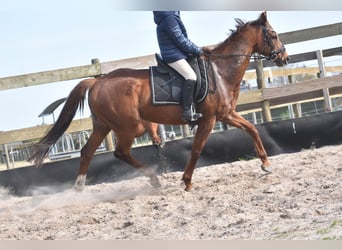 Other Breeds, Mare, 13 years, 15.2 hh, Chestnut-Red