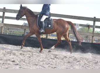 Other Breeds, Mare, 13 years, 15.2 hh, Chestnut-Red