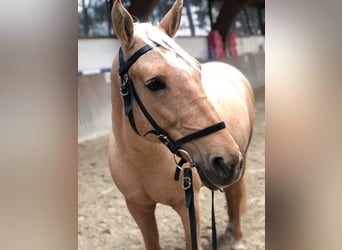 Other Breeds, Mare, 13 years, 15,2 hh, Dun