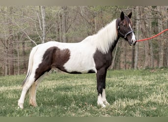 Other Breeds, Mare, 13 years, 15.2 hh, Tobiano-all-colors