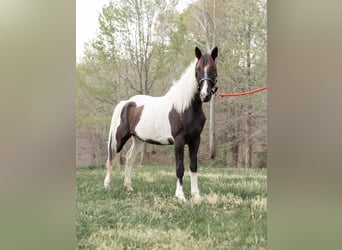 Other Breeds, Mare, 13 years, 15.2 hh, Tobiano-all-colors
