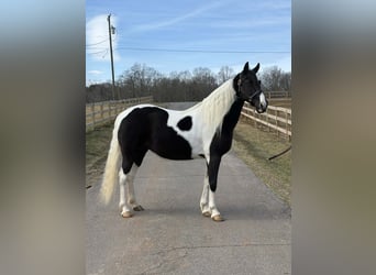 Other Breeds, Mare, 13 years, 15.2 hh, Tobiano-all-colors