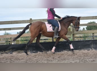 Other Breeds, Mare, 13 years, 15,3 hh, Bay-Dark