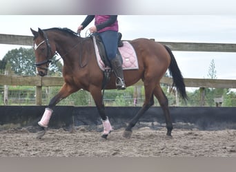 Other Breeds, Mare, 13 years, 15,3 hh, Bay-Dark