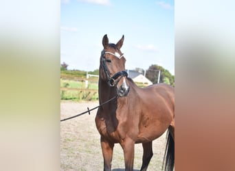 Sonstige Rassen, Stute, 13 Jahre, 15,3 hh, Rotbrauner