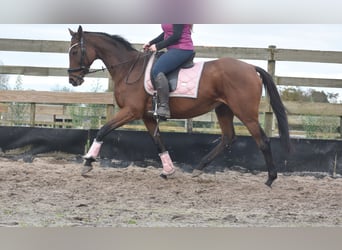 Sonstige Rassen, Stute, 13 Jahre, 15,3 hh, Rotbrauner