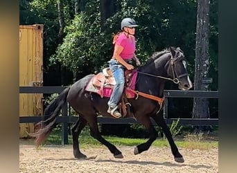 Other Breeds, Mare, 13 years, 15,3 hh, Black