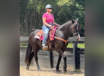 Other Breeds, Mare, 13 years, 15,3 hh, Black