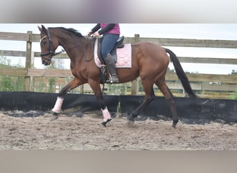 Other Breeds, Mare, 13 years, 15,3 hh, Brown